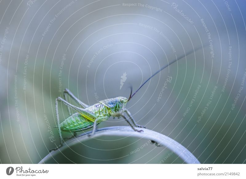 Where's the spider? Environment Nature Summer Plant Grass Leaf Field Animal Locust Long-horned grasshopper Insect 1 Discover Crawl Gray Green Watchfulness