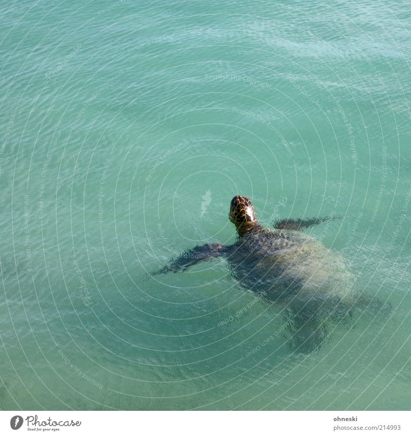 How do you do? Water Ocean Animal Wild animal Turtle Turles 1 Breathe Old Air Colour photo Animal portrait Surface of water Copy Space top Copy Space bottom