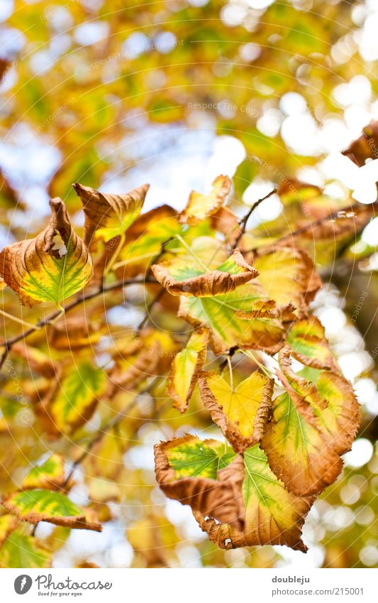versatile nature Nature Leaf Tree Autumn Transform Adjustment Colour Green Yellow Brown Natural Process Seasons Change Time Autumn leaves Autumnal Twig