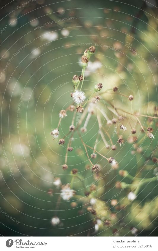 for woman e. Plant Bushes Faded To dry up Blossom Blur Dried flower Green White Dry Drought Deserted Colour photo Exterior shot Close-up Detail