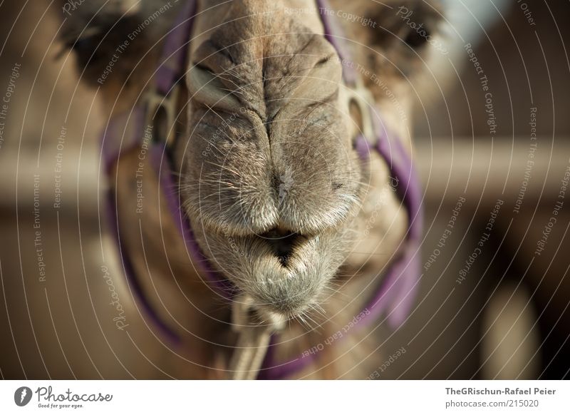 camel Vacation & Travel Trip Far-off places Summer vacation Climate Beautiful weather Desert Brown Multicoloured Violet Israel Foreign Camel Animal Animal face