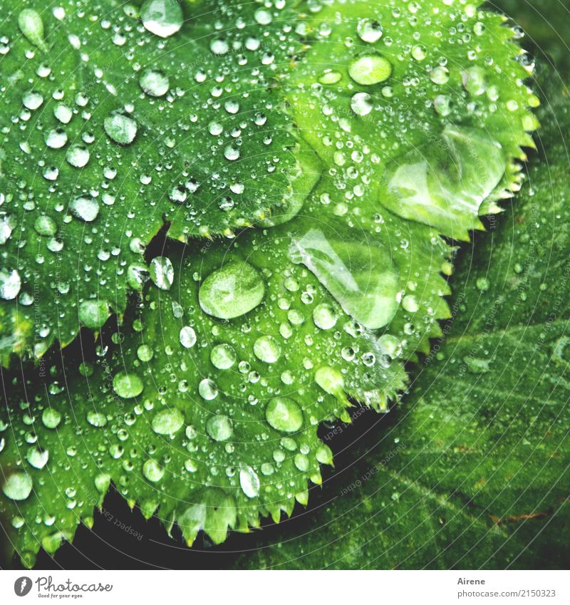 lady's raincoat Plant Elements Drops of water Rain Leaf Foliage plant Alchemilla vulgaris Alchemilla leaves Water Prongs Glittering Esthetic Fresh Healthy Wet