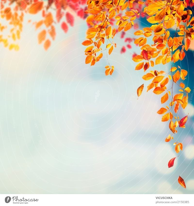 Autumn nature background with beautiful tree leaves - a Royalty Free Stock  Photo from Photocase