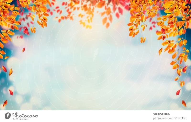 Autumn background with falling tree leaves Lifestyle Design Garden Nature Landscape Plant Tree Bushes Leaf Park Yellow Background picture Sky Multicoloured
