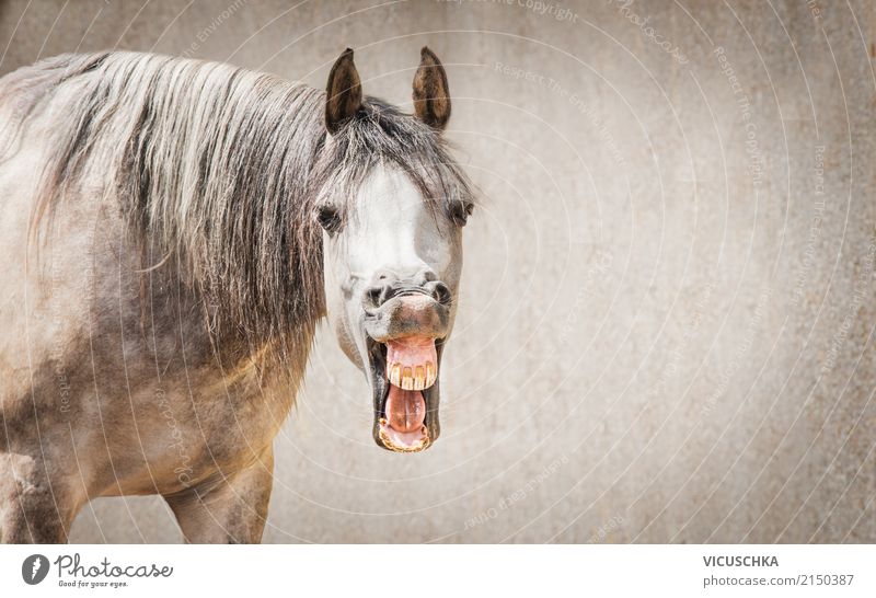 Laughing horse Joy Summer Nature Animal Horse Animal face 1 Laughter To talk Crazy Emotions Moody Background picture Humor Grinning Funny Muzzle Colour photo