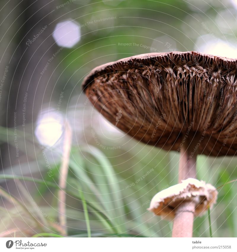 is certainly poisonous... Food Mushroom Mushroom cap Grass Nutrition Environment Nature Plant Autumn Stand Growth Wait Natural Brown Green Appetite Lamella