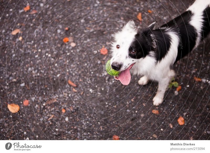 Again! Animal Pet Dog 1 Esthetic Happiness Funny Cute Positive Black White Speckled Puppydog eyes Dog's head Tennis ball Tongue Collie Colour photo