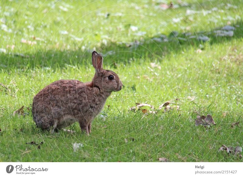 hasi Environment Nature Plant Animal Summer Beautiful weather Grass Park Wild animal Hare & Rabbit & Bunny 1 Looking Sit Uniqueness Natural Brown Gray Green