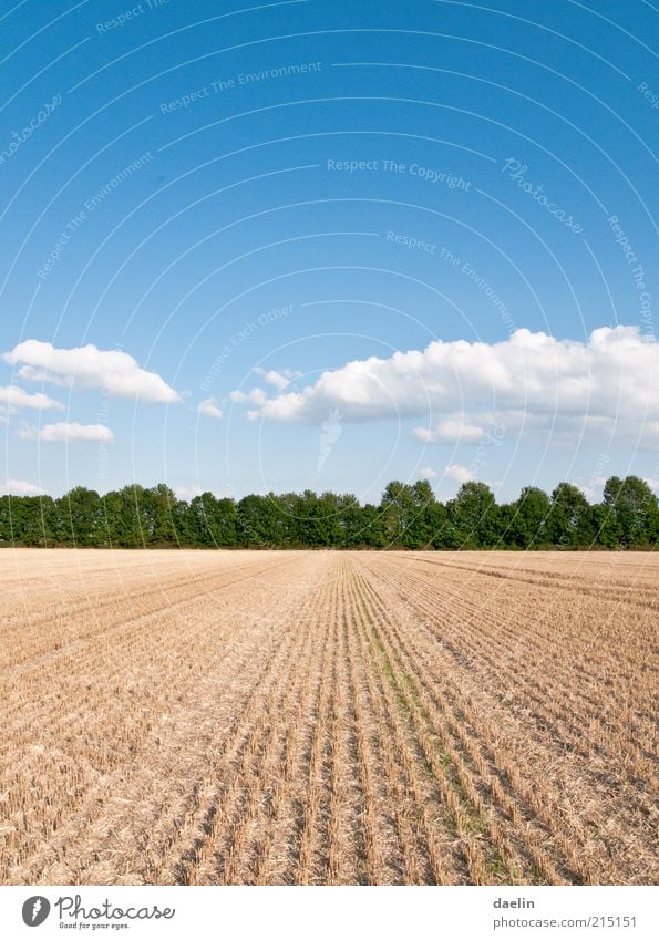 field after the yield of wheat Landscape Sky Clouds Horizon Autumn Beautiful weather Plant Agricultural crop Field Blue Harvest Wheatfield Colour photo
