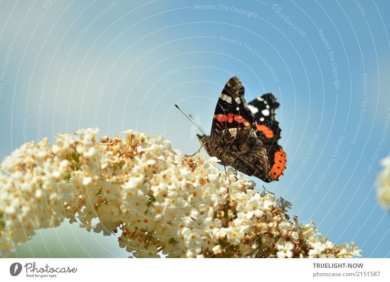 Admiral at the gas station Environment Nature Plant Animal Air Sky Summer Beautiful weather Warmth Blossom Wild animal Butterfly Red admiral 1 Esthetic