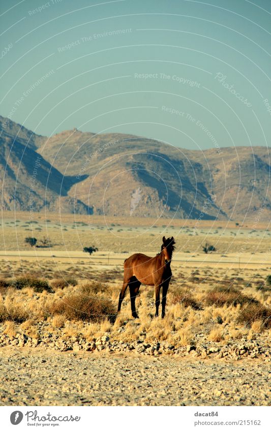 wild horse Animal Wild animal Horse 1 Beautiful Blue Brown Yellow Gold Emotions Longing Fear Wild horses Namibia Landscape Colour photo Exterior shot Deserted