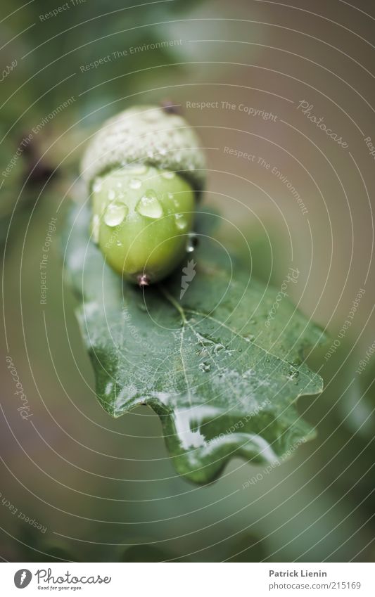 acorn Environment Nature Plant Autumn Climate Weather Bad weather Tree Leaf Breathe Esthetic Fresh Glittering Beautiful Wet Green Moody Contentment Oak tree