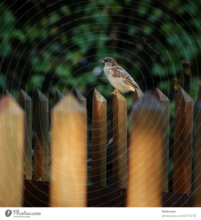 Fence-Kingly Freedom Summer Environment Nature Garden fence Animal Bird Sparrow Observe Sit Small Colour photo Exterior shot Deserted Day Shadow Fence post