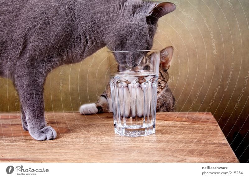 Thirsty cats Beverage Drinking Drinking water Glass Animal Pet Cat 2 Wood Water Brown Gray Silver Colour photo Interior shot Close-up Deserted