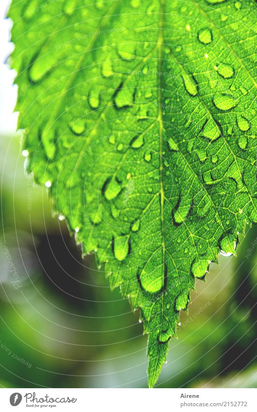 I'm not going to let the weather ruin my party! Nature Drops of water Weather Rain Leaf Garden Prongs Dripping Glittering Fresh Bright Green Optimism Purity