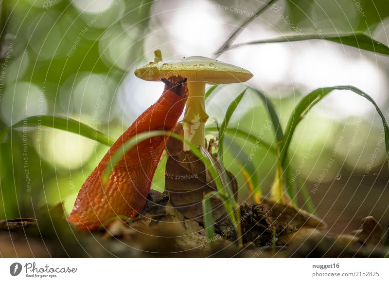 red snail at the meal Environment Nature Plant Animal Spring Summer Autumn Beautiful weather Grass Mushroom cap Park Forest Wild animal Snail Slug 1 To feed