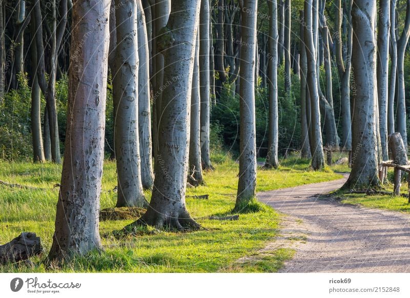 Coastal forest at the Baltic Sea near Nienhagen Relaxation Vacation & Travel Tourism Nature Landscape Tree Grass Forest Lanes & trails Green Romance Idyll