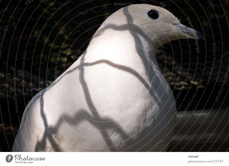 dove Pigeon Bird Grating Cage Zoo Shadow Contrast