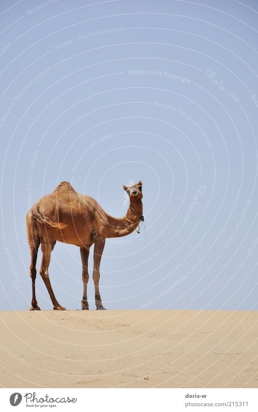 thar desert II Sand Warmth Drought Desert Animal Farm animal Wild animal 1 Esthetic Dromedary Camel Thar desert India Safari Vacation & Travel Sky Loneliness