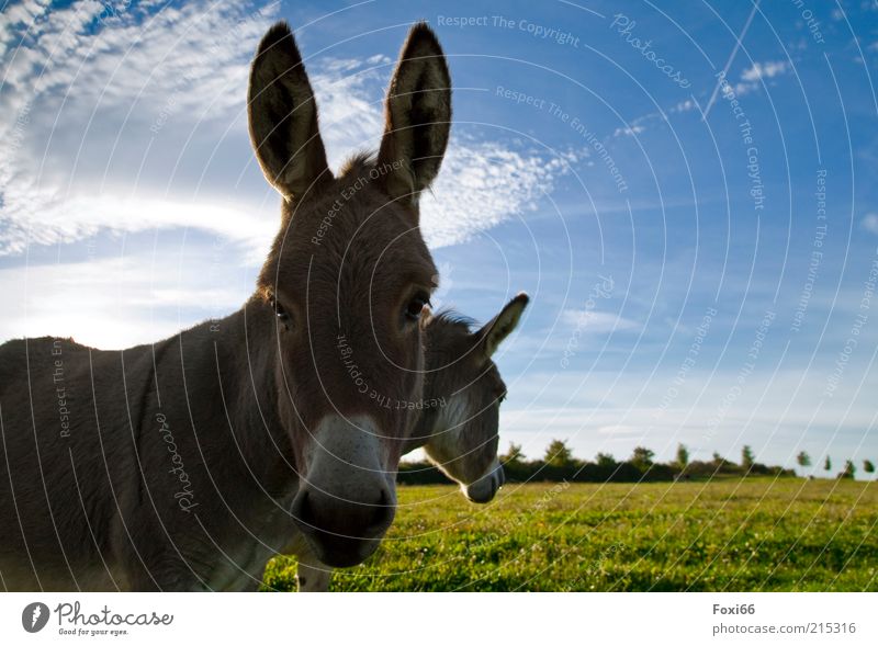 Donkey in a double pack Far-off places Nature Clouds Beautiful weather Grass Field Farm animal Animal face 2 Pair of animals Movement Feeding Growth Authentic
