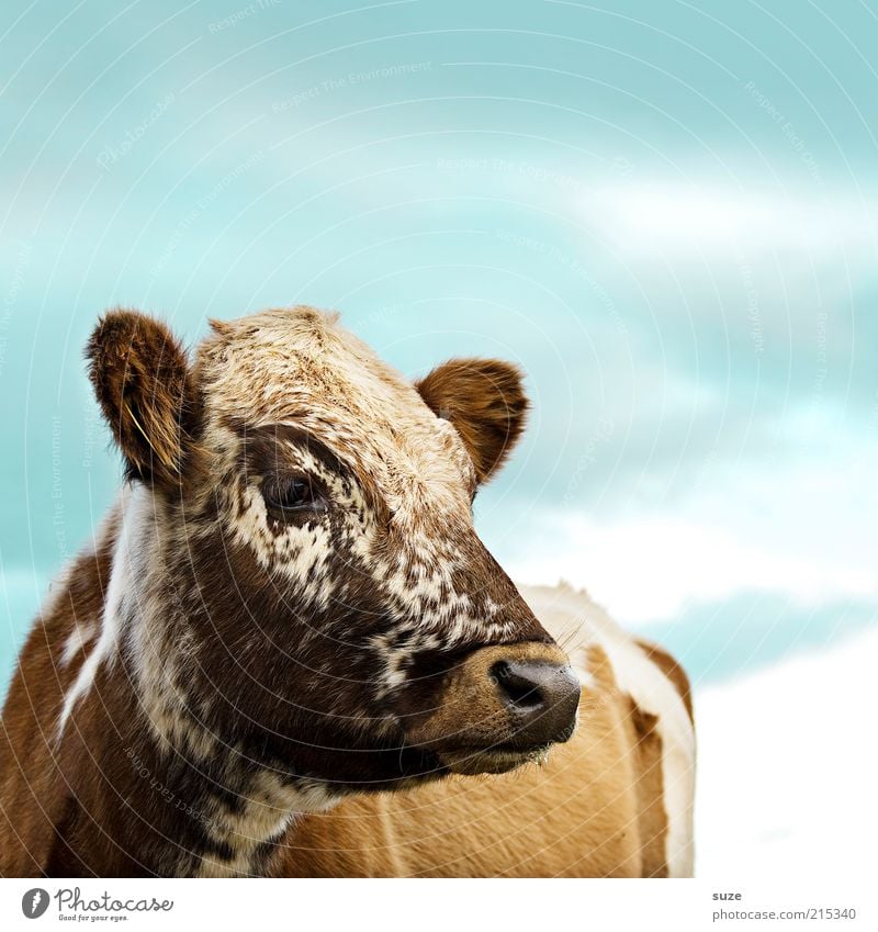cappuccino Nature Animal Sky Farm animal Cow Animal face 1 Exceptional Cute Blue Brown Calf Cattle Dappled Country life Agriculture Cattle breeding Dairy cow