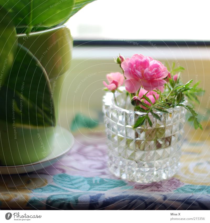Flowers for Luis Living or residing Decoration Leaf Blossom Pot plant Blossoming Fragrance Growth Delicate Colour photo Multicoloured Interior shot Close-up