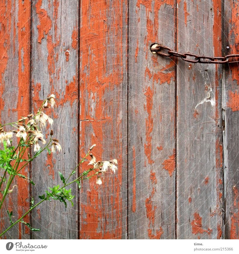 Young & Old Wooden board Wooden wall Exterior shot Deserted Orange Chain Plant Blossom Green Hoarding Hut Closed Blossoming Derelict Flake off Colour Dye