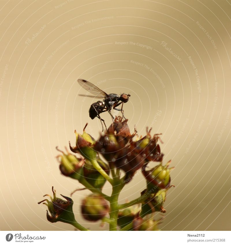 Ready to fly... Nature Plant Animal Flower Bushes Blossom Wild plant Fly Wing 1 Sit Tall Small Departure Insect Macro (Extreme close-up) Close-up Detail