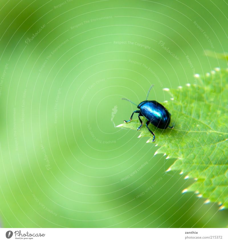over the edge Nature Spring Summer Plant Leaf Foliage plant Animal Beetle 1 Looking Sit Wait Far-off places Small Near Curiosity Blue Green Interest Hope