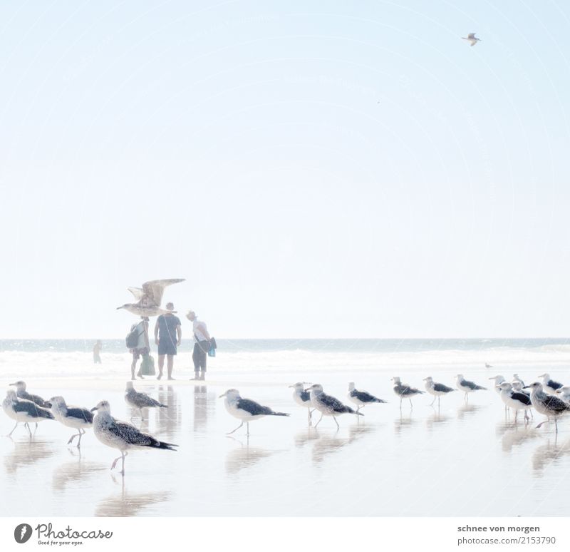 gallant Ocean Beach Human being Water Sun Summer Bright Far-off places Calm Time Vacation & Travel Seagull Animal Bird Maritime Direction Looking