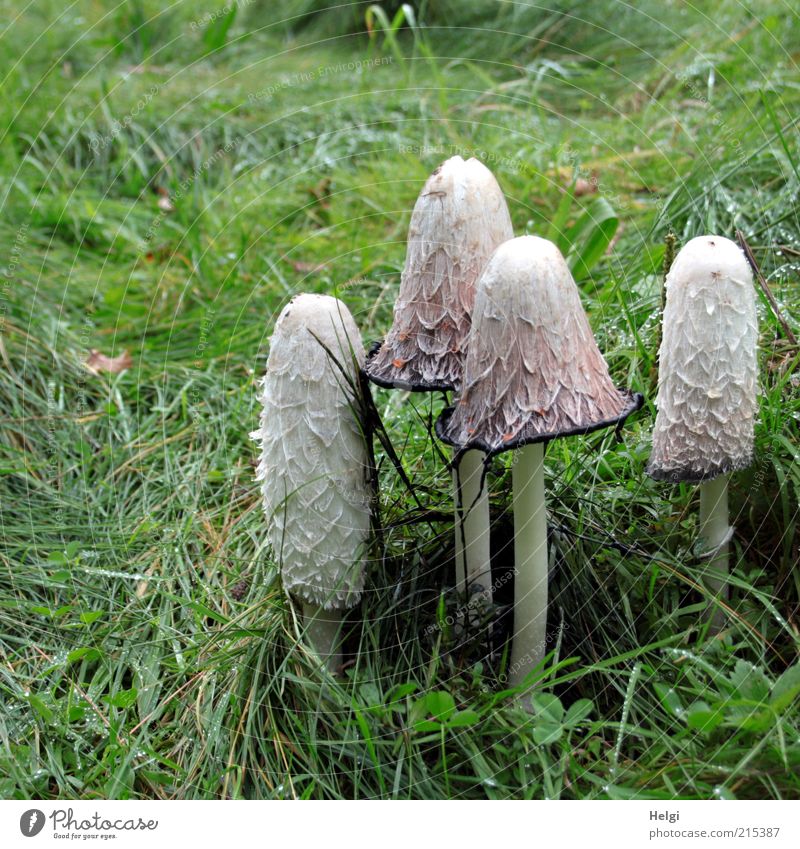 lucky sod Environment Nature Plant Autumn Mushroom Mushroom cap Meadow Old Stand Growth Exceptional Wet Natural Thin Brown Green White Unwavering Bizarre