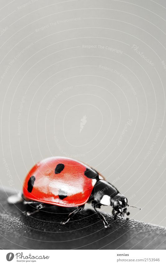 Ladybird Eduard Nature Spring Summer Garden Park Meadow Wild animal Beetle 1 Animal Glittering Small Gray Red Black White Peace Happy Point Background picture