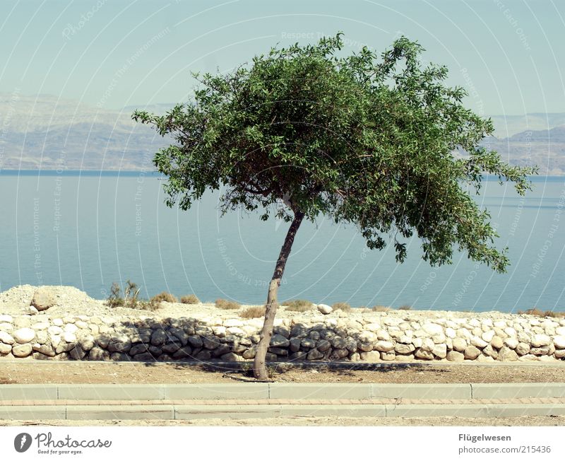 The last tree at the dead sea Environment Nature Landscape Summer Climate Climate change Weather Beautiful weather Tree Growth Simple Ocean The Dead Sea Israel
