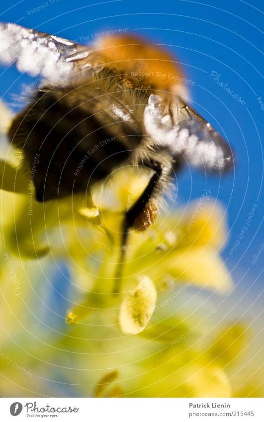 Bumblebee in departure Environment Nature Plant Animal Summer Blossom Wild animal 1 Bumble bee Yellow Blue Beautiful Wing Hind quarters Large Nectar