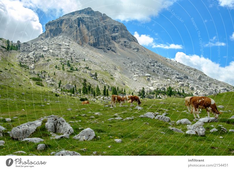 in the Dolomites Vacation & Travel Freedom Mountain Hiking Landscape Clouds Grass Meadow Hill Rock Alps Peak Italy Farm animal Cow Cattleherd Group of animals