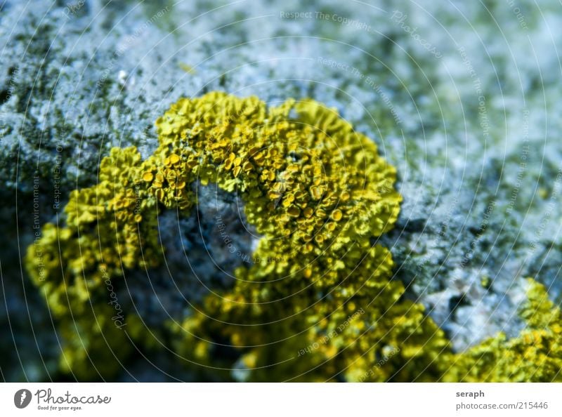 Lichen Growth Stone Plant Yellow Spore Mushroom Symbiosis Earth Nature sporophyte Verdant Macro (Extreme close-up) Detail Floral Leaf green Colour photo