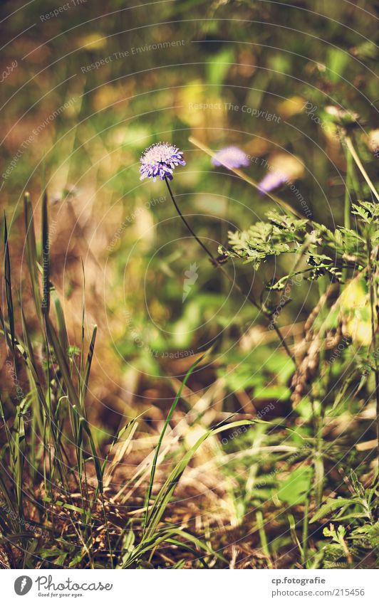 loner Environment Nature Plant Summer Autumn Flower Grass Blossom Meadow Beautiful Day Shallow depth of field Violet Deserted Blur