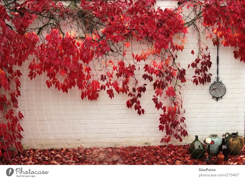 autumn wall Garden Autumn Plant Bushes Leaf Red White Moody Vine leaf Water jug Colour photo Subdued colour Exterior shot Day Long shot Wall (building)
