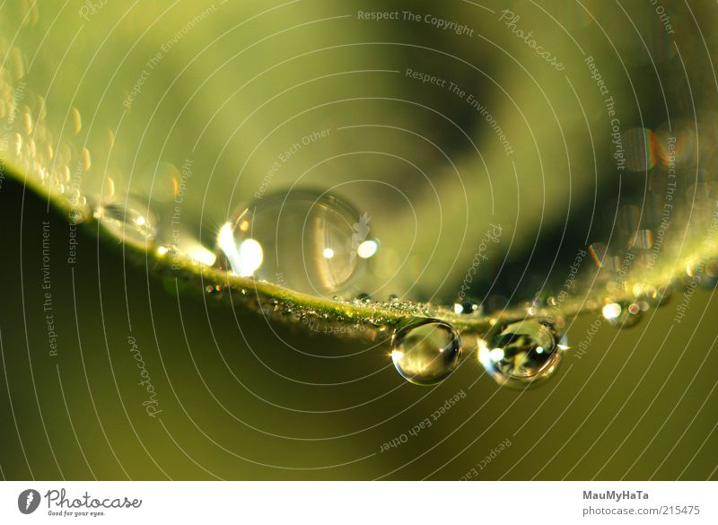 Water drops Nature Plant Elements Drops of water Sun Sunlight Autumn Climate Grass Leaf Relaxation Exotic Idea Cold Art Life Far-off places Luxury Power Style