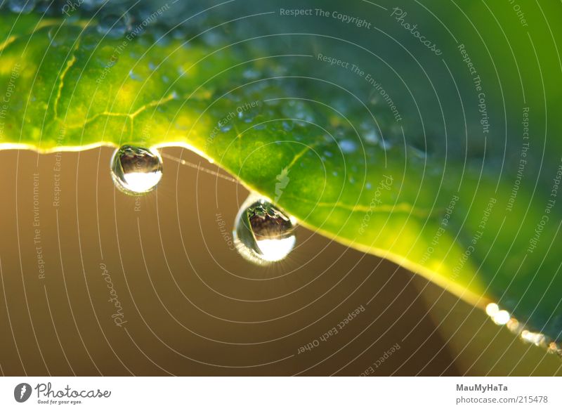 Water droplets on leaf Nature Plant Elements Drops of water Sky Horizon Sun Sunrise Sunset Sunlight Autumn Climate Grass Leaf Paying Rotate Discover Looking