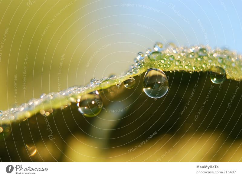 Two drops, two eyes Nature Plant Elements Water Drops of water Sky Sun Sunrise Sunset Sunlight Autumn Climate Rain Grass Leaf Good Crazy Beautiful Sweet Blue