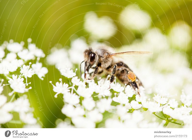 Bees enjoy the summer Environment Nature Plant Spring Summer Garden Park Meadow Farm animal Work and employment Observe Blossoming Crawl Fragrance