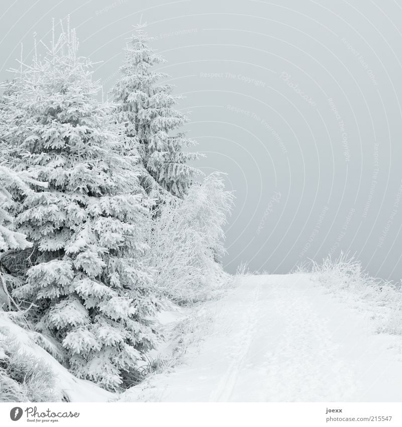 Dark view Nature Sky Ice Frost Snow Tree Forest Lanes & trails Calm Snowscape Colour photo Subdued colour Exterior shot Deserted Day Deep depth of field