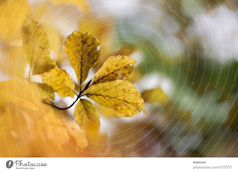 give me 5 Environment Nature Autumn Tree Leaf Autumn leaves Autumnal Autumnal colours Early fall Authentic Exceptional Yellow Gold End Transience Change