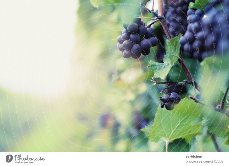 Wine Environment Nature Autumn Plant Leaf Agricultural crop Blue Violet Vineyard Bunch of grapes Mature Fruit Wine growing Colour photo Exterior shot Detail