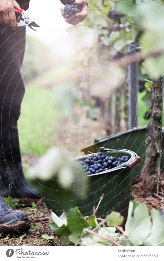 vintage Nature Landscape Autumn Plant Green Grape harvest Vine Bucket Cut Agriculture Wine growing Bunch of grapes Colour photo Exterior shot Detail