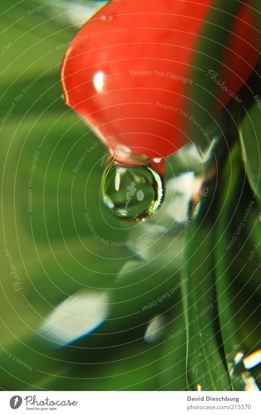 Drop again... Nature Plant Water Drops of water Spring Summer Bushes Foliage plant Green Red Wet Damp Sphere Round Fruit Colour photo Multicoloured