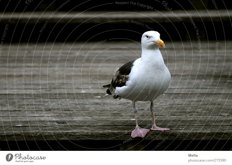 Seagull, Scottish Animal Bird Black-backed gull 1 Footbridge Wood Looking Stand Dark Brown Ferocious Unfriendly White Copy Space left Colour photo