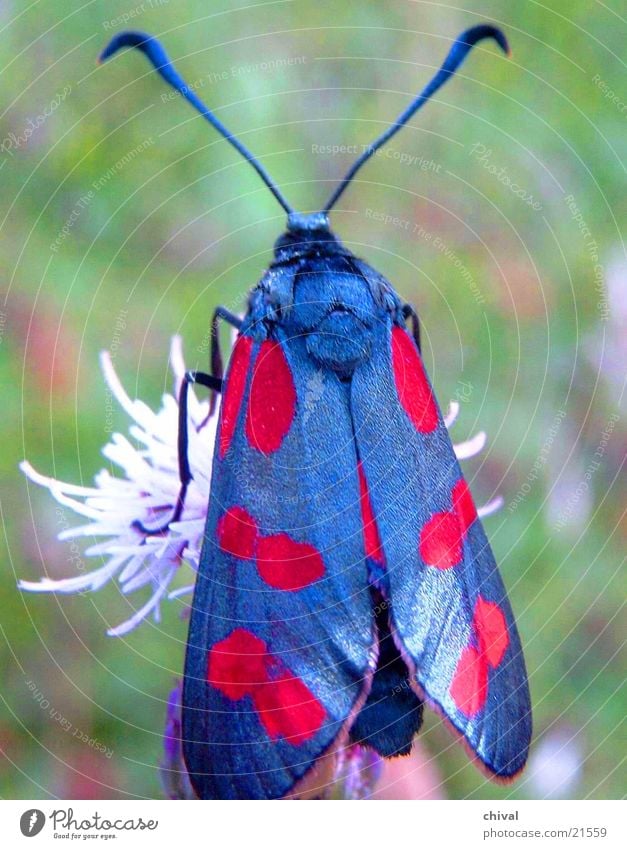 Black and Red Butterfly Blossom Colouring Burnet Wing Close-up