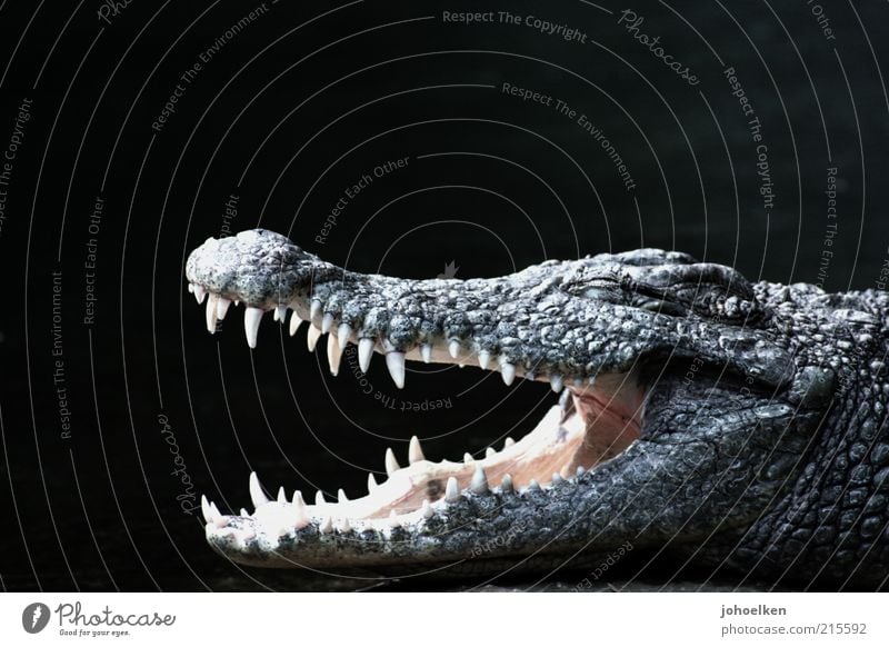 bite me Safari Animal Wild animal Animal face Scales Crocodile Alligator Looking Aggression Threat Strong Black Power Dangerous Grouchy Exotic Colour photo